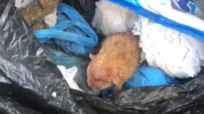 Mulher é detida após filhote de gato ser encontrado em saco de lixo em Rio Preto