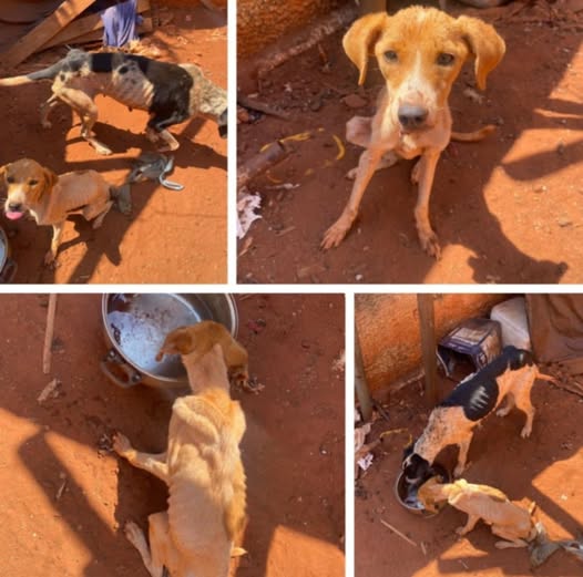 Mulher é presa por maus-tratos a cães em Santa Fé do Sul