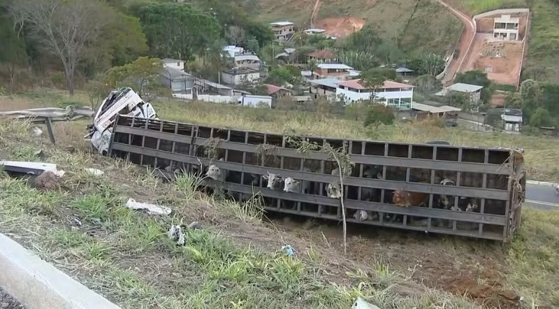 Carreta com mais de 50 bois tomba em rodovia; seis morrem