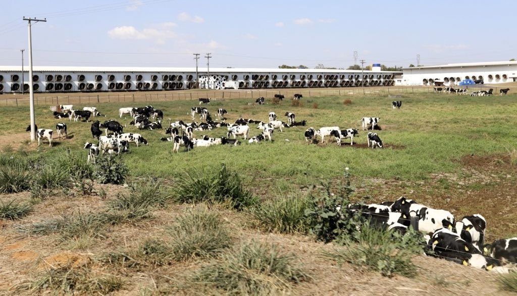 Fazenda de SP lidera produção de leite no Brasil