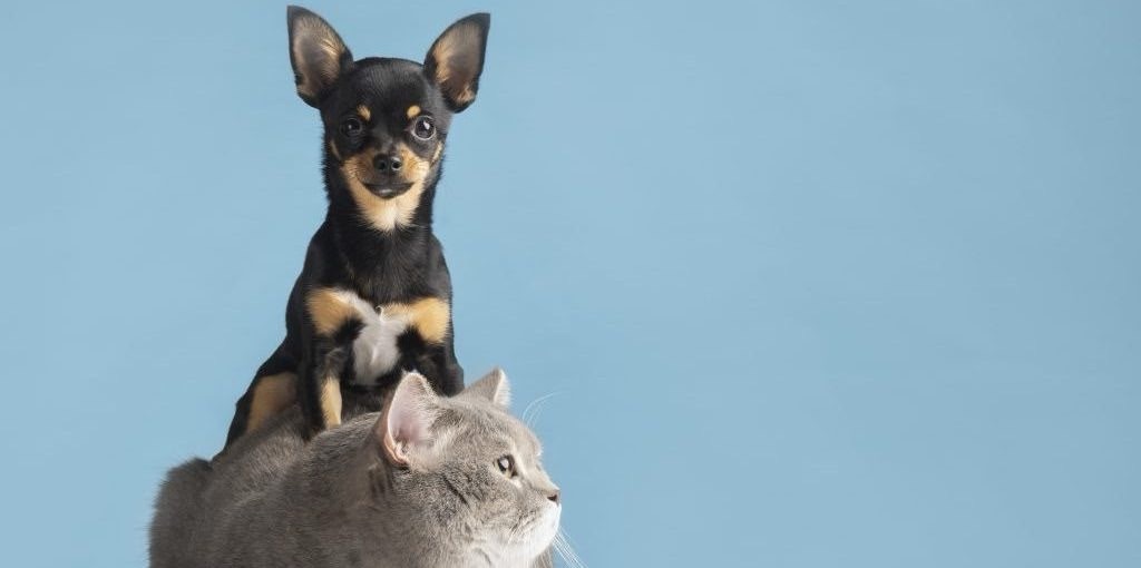 375 municípios já aderiram ao chamamento público do Programa Estadual de Castração de Cães e Gatos