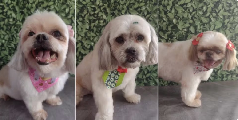 Três cachorros morrem após viagem em carro de pet shop no interior de SP; causa provável é calor