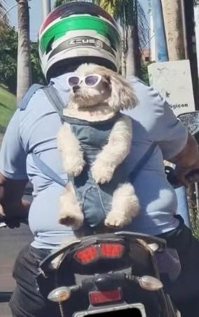 Cachorro de óculos escuros é flagrado curtindo ‘rolê’ de moto