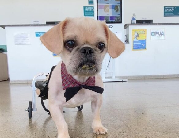 Secretaria de Bem-Estar Animal realiza mais de 4,5 mil consultas veterinárias em 2025