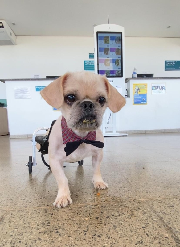 Secretaria de Bem-Estar Animal realiza mais de 4,5 mil consultas veterinárias em 2025