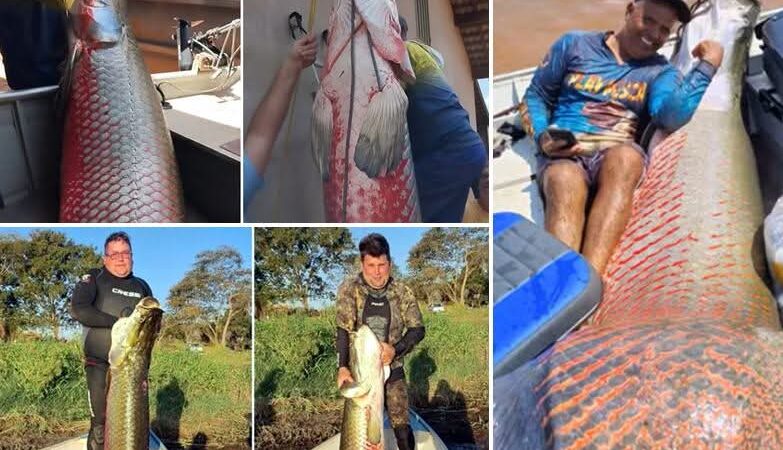 Peixes raros e gigantes registrados no Noroeste Paulista atraem pescadores do Brasil