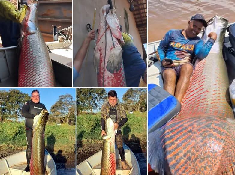 Peixes raros e gigantes registrados no Noroeste Paulista atraem pescadores do Brasil
