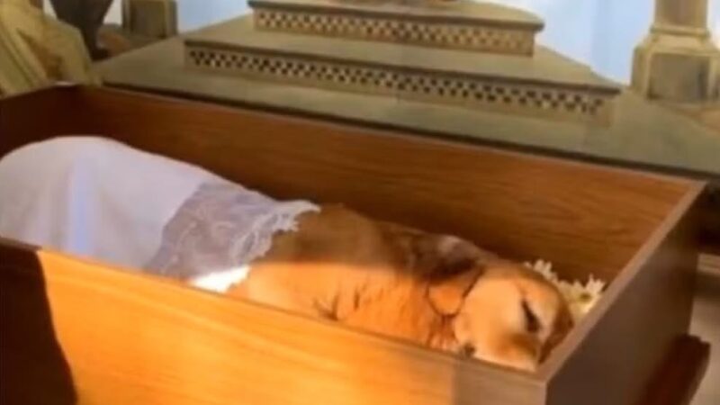 Alesp aprova lei que permite enterro de pets em jazigos familiares