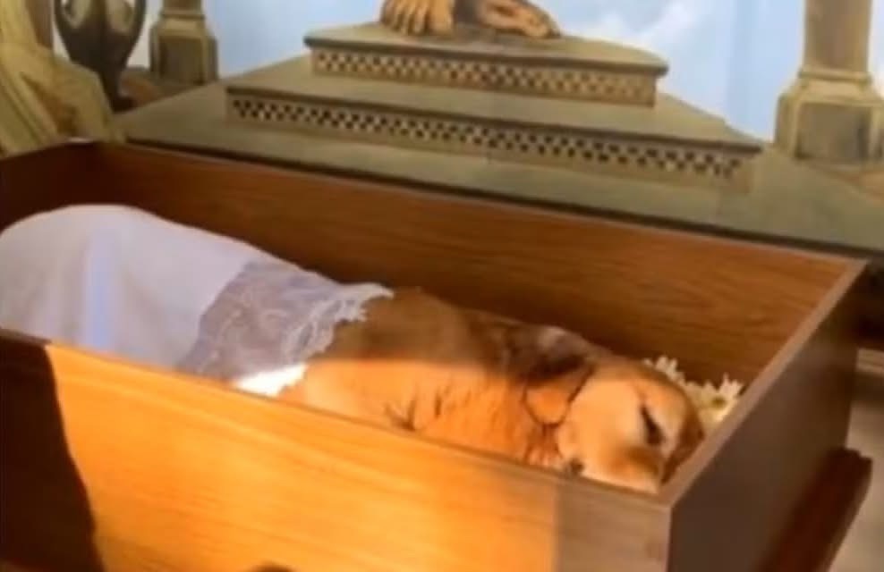 Alesp aprova lei que permite enterro de pets em jazigos familiares