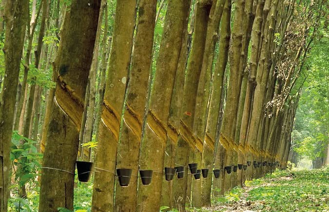 Setor de borracha da região noroeste enfrenta crise com avanço de pneus importados