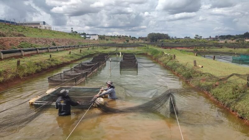 Produção de tilápia no estado de SP cresce 4% em volume em 2025