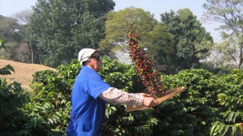 Carnes e café impulsionam valor da produção agropecuária de SP em 2025