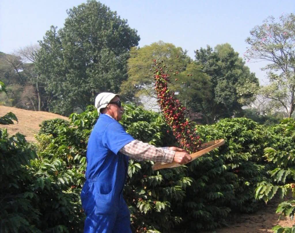 Carnes e café impulsionam valor da produção agropecuária de SP em 2025